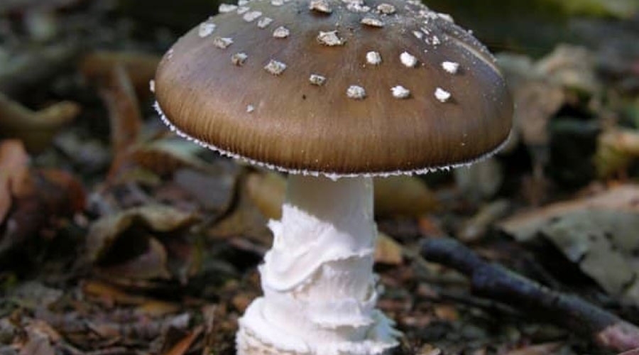 «Amanita pantherina»