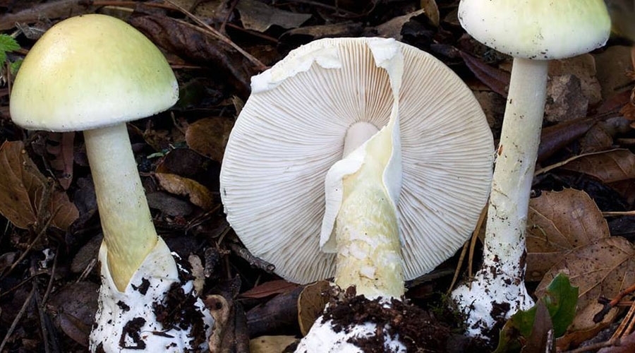 Amanita phalloides