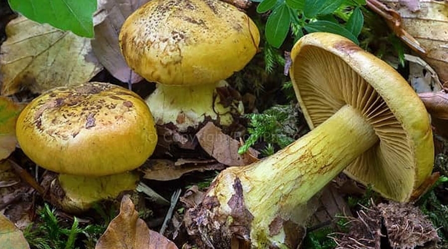 Cortinarius splendens