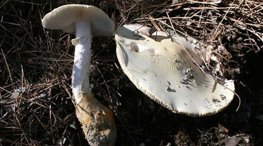 Amanita proxima