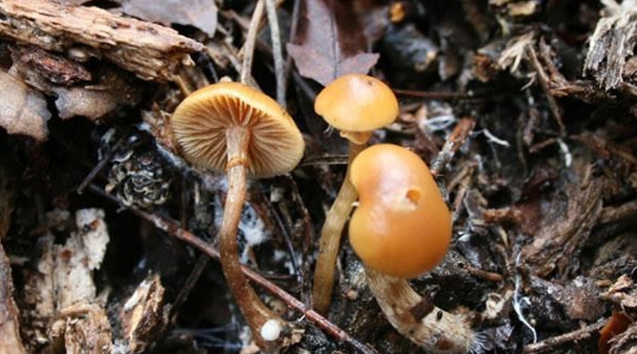 Galerina marginata