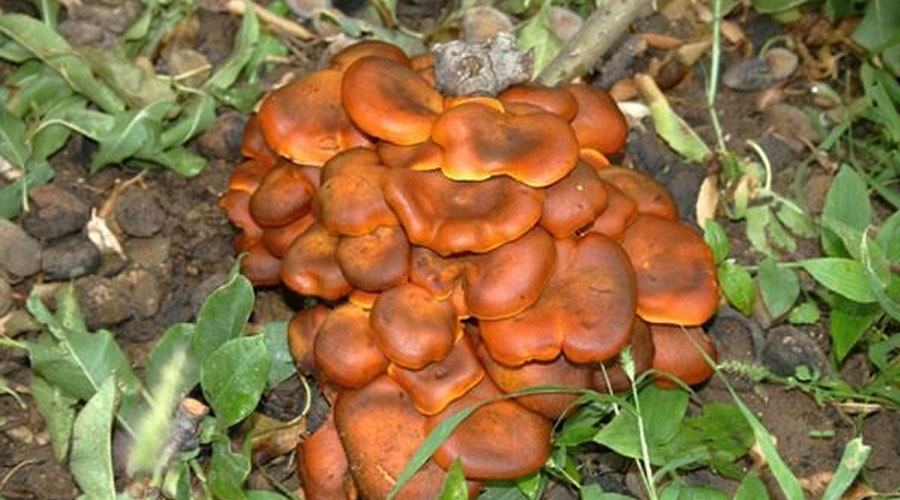 Omphalotus olearius