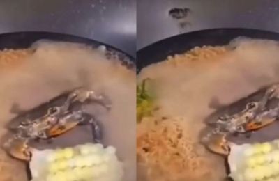 Το θέαμα ενός καβουριού που τρώει αδιάφορα καλαμπόκι την ώρα που μαγειρεύεται μοιάζει σχεδόν σουρεαλιστικό