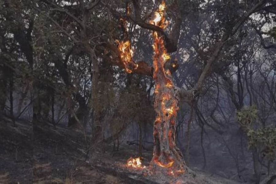 Κραυγή απόγνωσης από γνωστή ηθοποιό για τις φωτιές