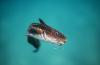 Φωτογραφία και βίντεο από Καιρόφιλους Κύπρου