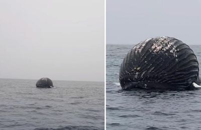 Ψαράς βρήκε νεκρή φάλαινα που έμοιαζε με μπαλόνι - «Ήταν τεράστια...»