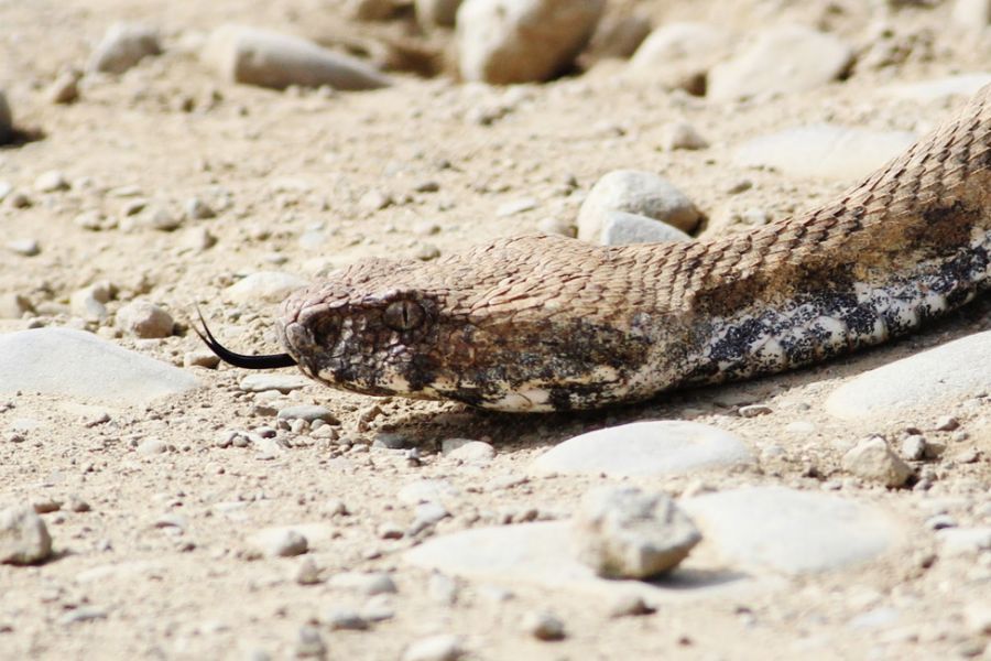 Φίνα κατατροπώνει το θήραμά της – Σκληρή εικόνα