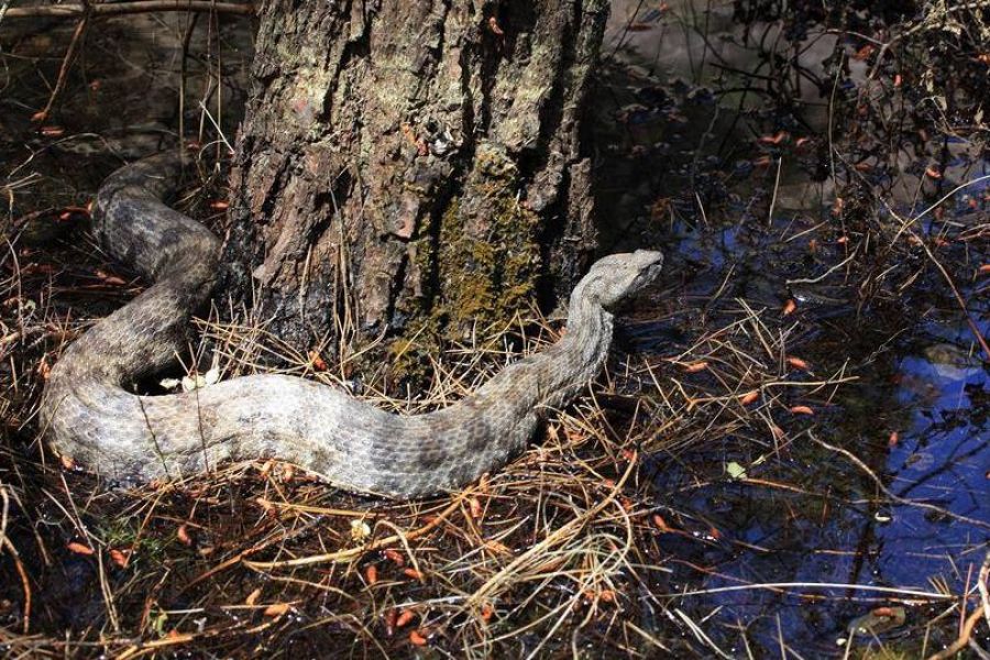 Αυτά είναι τα φίδια που μπορεί να αντικρίσουμε στην Κύπρο – Εικόνες