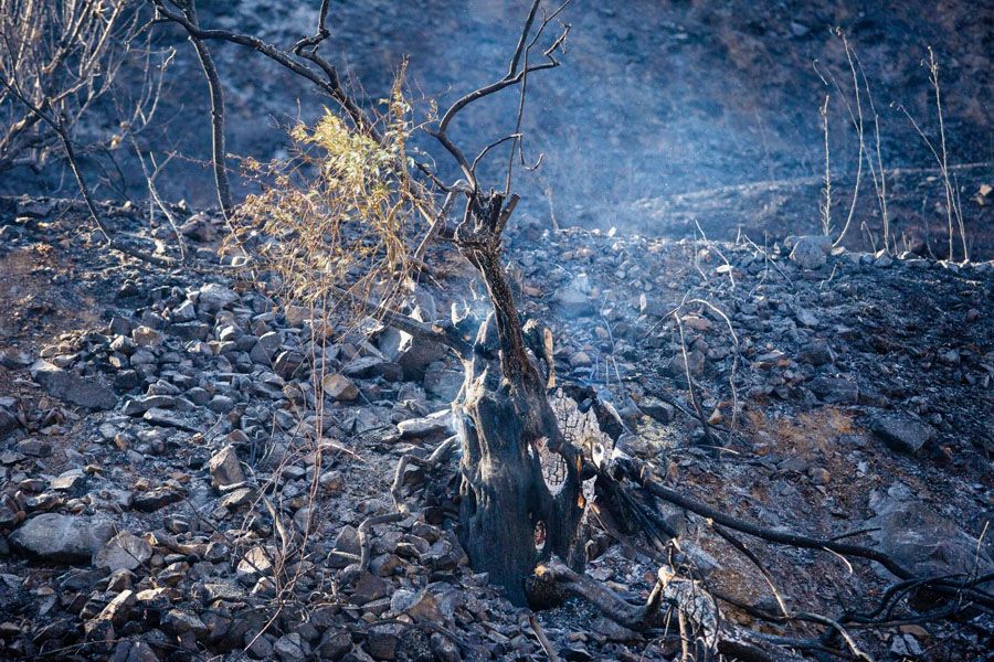 Στάχτες και αποκαΐδια στον Φαρμακά – Η αιτία της πυρκαγιάς (Εικόνες)