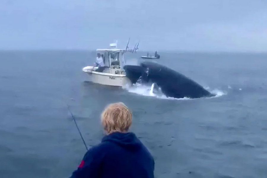 Φάλαινα έπεσε σε βάρκα και εκτόξευσε στον αέρα τους ψαράδες