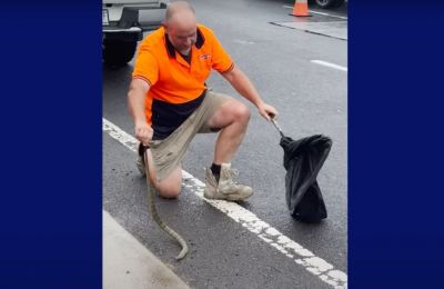 Ταυτοποιήθηκε ως φίδι τίγρης, ένα από τα πιο δηλητηριώδη φίδια στον κόσμο