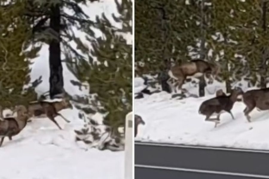 Αγρινά σκαρφαλώνουν τις χιονισμένες πλαγιές του Τροόδους – ΒΙΝΤΕΟ