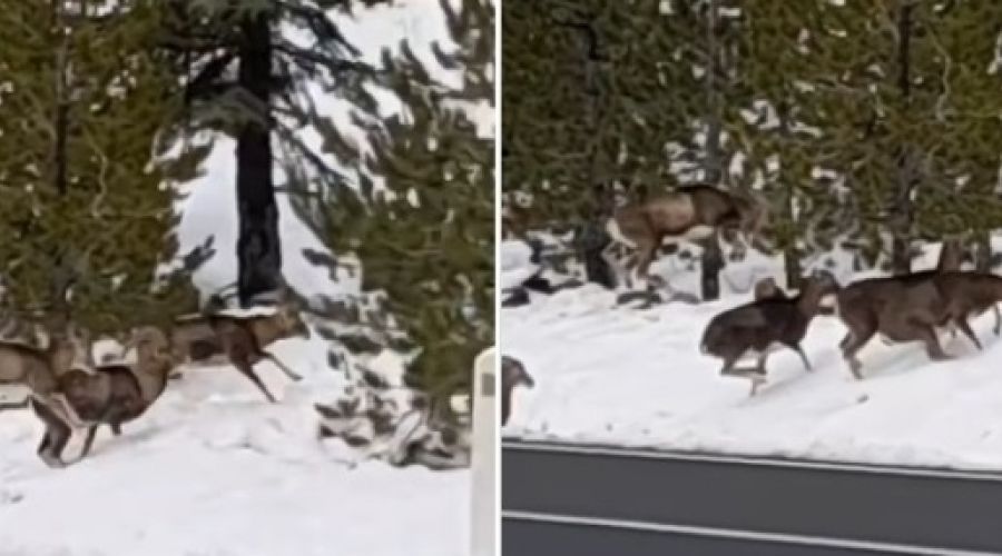 Αγρινά στο Τρόοδς