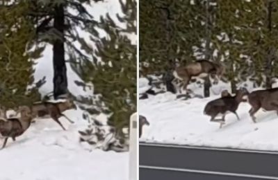 Αγρινά στο Τρόοδς