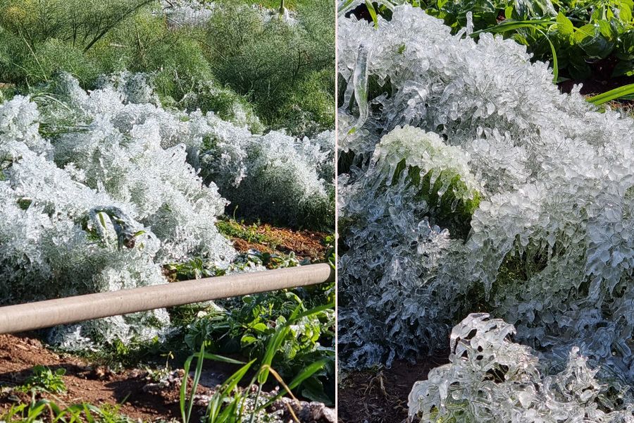 «Πάγωσαν» οι καλλιέργειες από την Coral – «Χάθηκαν οι κόποι μας…»