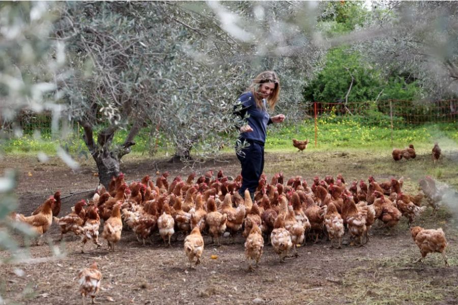 Οι «συνταξιούχες» κότες και το λίπασμα σε ελαιώνες της Κύπρου