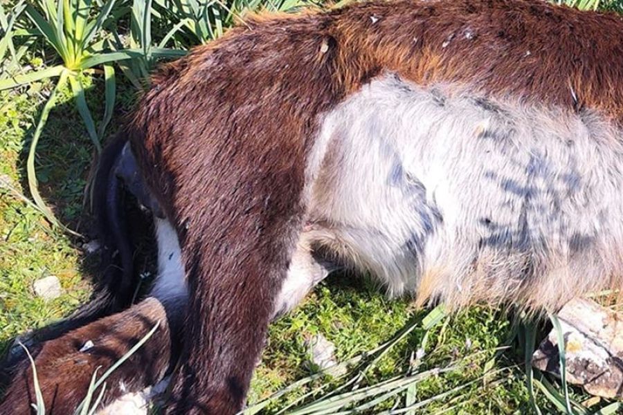 Σύλληψη 4 ατόμων στην κατεχόμενη Καρπασία για τη θανάτωση γαϊδουριών