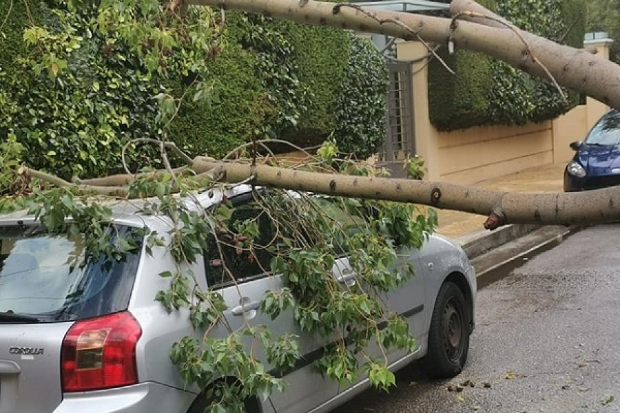 Δέντρο καταπλάκωσε τέσσερα οχήματα στη Λευκωσία