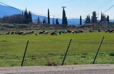 Πρόβατα βόσκησαν σε γήπεδο στο Ρέθυμνο (vid)