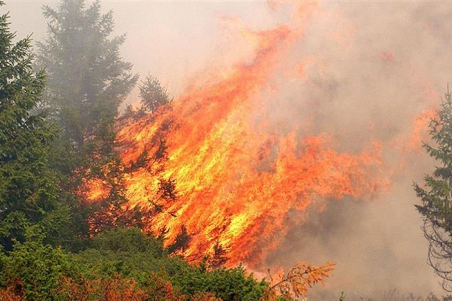 Υπό πλήρη έλεγχο δασική πυρκαγιά στο Προδρόμι